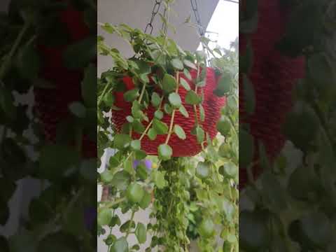 #youtubeshort #short  Tangled heart plant in the hanging basket...