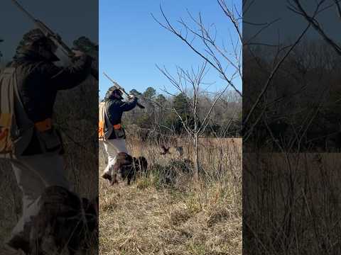 Two on the rise over hunting wirehaired pointing griffon Dublin