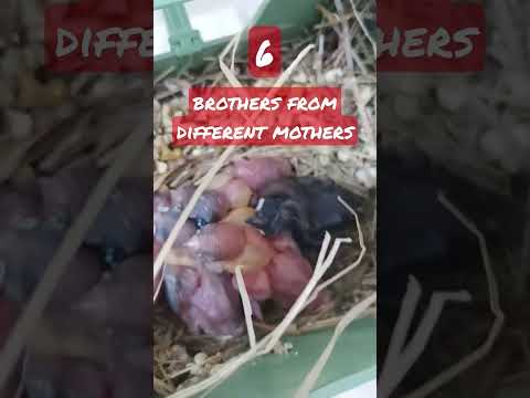 6 brothers from different mothers! doing well 🥰 #bird #finches #exoticbird #babyfinch #baby #chicks