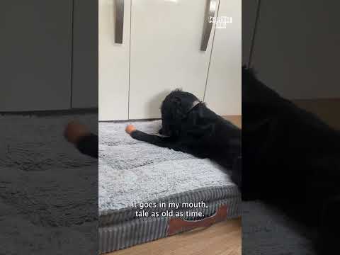 Silly Dog Doesn't Know What To Do With Egg