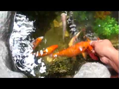 Hand feeding fish frenzy