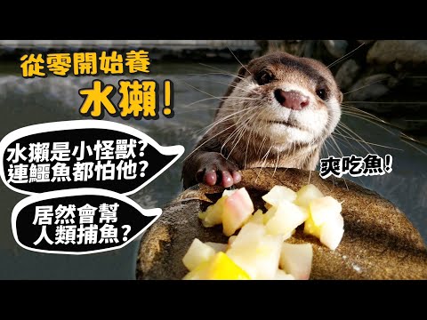 【從零開始養】水獺!是小怪獸!連鱷魚都怕他!居然會幫人類捕魚?開箱水獺房間!【許伯簡芝】