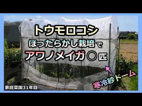 【トウモロコシ 楽々ほったらかし栽培 種まき〜収穫】アワノメイガ○匹 家庭菜園31年目