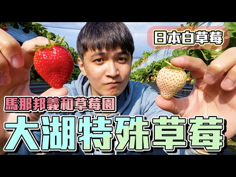 【尋農高手】苗栗大湖超讚草莓園介紹，超好吃美姬草莓，人生第一次吃白草莓！馬那邦義和草莓園！