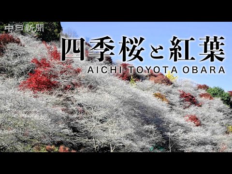 【4K】The Place Where Spring and Autumn Can Be Enjoyed Together