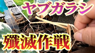 【解説】ヤブガラシの駆除【やきち流】