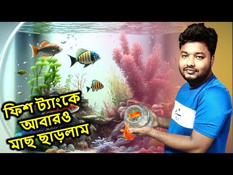 নতুন করে ফিশ ট্যাংকে আবারও মাছ ছাড়লাম | I Released Fish Again In The Fish Tank | Mahid Dream Zoo