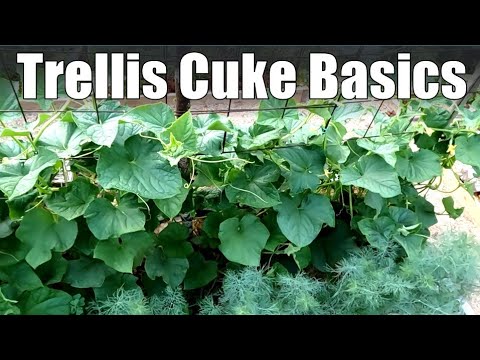 Growing Cucumbers on a Trellis