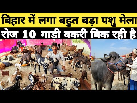 बिहार लगा सोनपुर के टक्कर का पशु मेला | बकरी खरीदने के लिए मारा मारी | bakra mandi | arjun babu mela