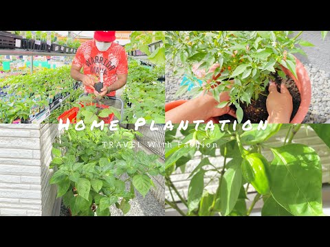 Home Plantation | TRAVEL With Fashion | Japan | life in japan