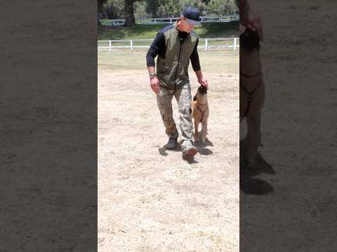 Super Fun Malinois Puppy Training #shorts #malinoispuppy #malinois #puppy #puppytraining