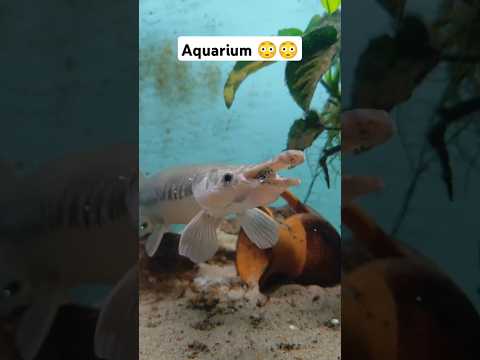 Alligator Fish in Aquarium.. #aquarium #alligatorfish #aquriamfish