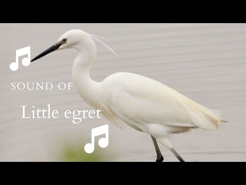 👉 S32 Little egret (Egretta garzetta) | Egreta mică