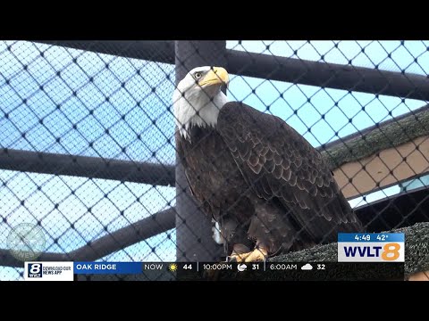 Exploring Tennessee: Getting up close with the majestic birds at American Eagle Foundation