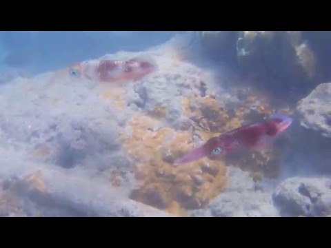 【ハワイ・ハナウマ湾】スキューバダイビング！珍しくイカと遭遇！Scuba Diving with Squid at Hanauma Bay in Hawaii