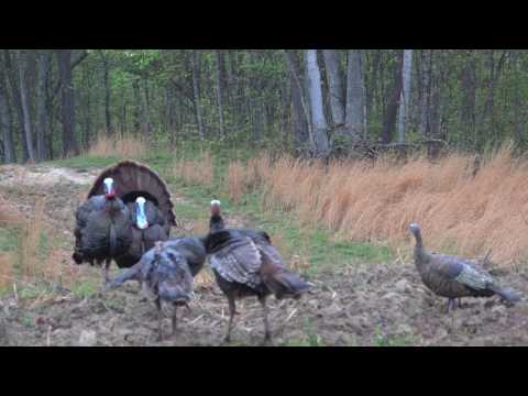 Turkey  Hunt Bow By Scent Control Outdoors