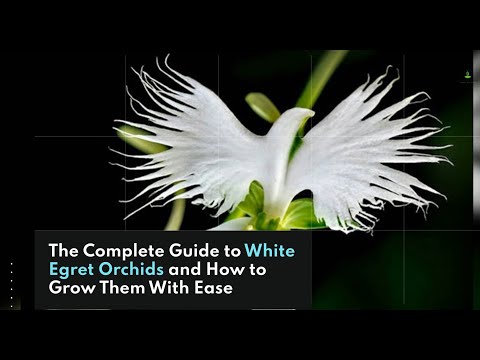 Unbelievable Secret to Growing White Egret Orchids - You Won't Believe What Happens Next!