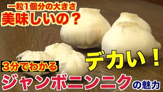 大きすぎる『ジャンボニンニク』ってどんな味？美味しいの？？