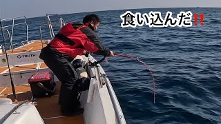 鹿児島県甑島沖で、幻の高級魚アラ（クエ）を狙う（船釣り）‼️