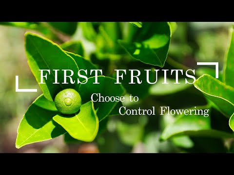 What Happens when you Choose to Control Flowering of Fruit trees?