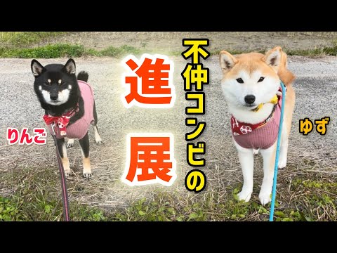 不仲解消が目に見えてわかるようになった柴犬ちびコンビがかわいい