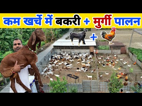 नौकरी छोड़ अपने गांव में शुरू किया बकरी + मुर्गी पालन | Goat farming + Poultry farming