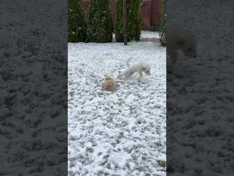 Dogs playing on snow / cute dog short video #shorts #dog #puppy