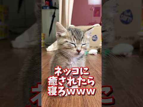 ネッコの動画で癒されたら寝ろｗｗｗ　#2ch #2chまとめ 動物スレ #2ch面白いスレ #動物 #犬 #猫 #癒やし #ねこ動画