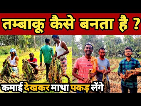 तंबाकू की खेती | surti ki kheti | Tobacco farming in india | tobacco ki kheti | khaini ki kheti