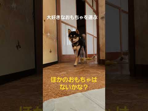 すんなりおもちゃを選ばなかった日#保護犬 #多頭飼育崩壊 #柴犬 #保護犬を家族に #シーバ