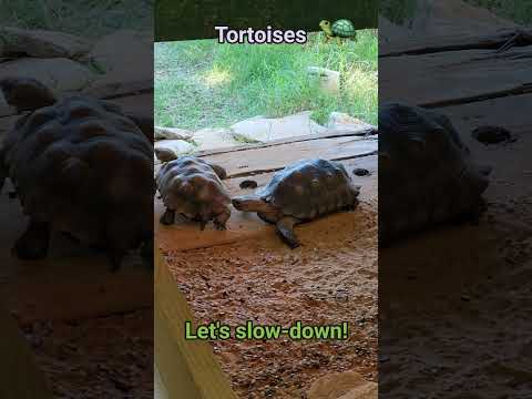 Tortoises: Let's slow down!#tortoise #slowdown #enjoylife #love