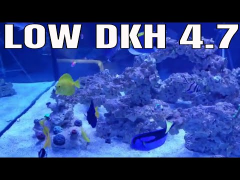 Low dkh in my marine aquarium