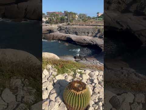 🏝️ Relaxing morning in Costa Adeje , Tenerife 🏝️#tenerife