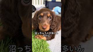 ダックスフンドの可愛さと魅力を１分で解説！#ダックスフンド #dachshund #shorts