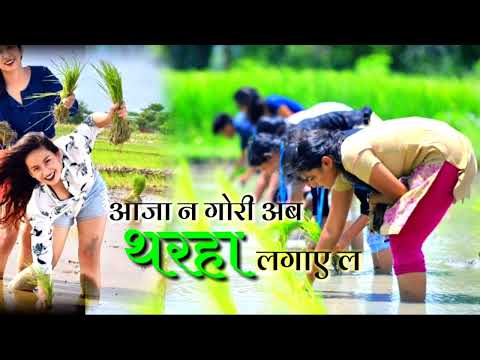 आजा न गोरी अब थरहा लगाए ल | Aaja n Gori ab tharha lagaye l | new cg funny song| #Sunilmandavi#funny