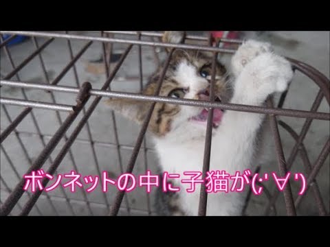 ボンネットの中に居た子猫保護しました　名前はうなぎ君