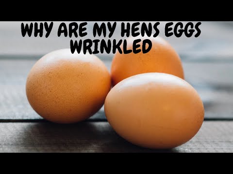 Why Are My Hens Eggs Wrinkled