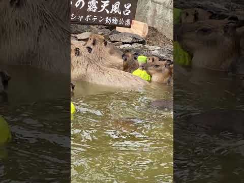 カピバラの鬼ゆずかじりチャレンジ！(伊豆シャボテン動物公園) #capybara #Shorts