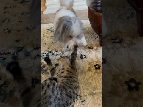 Dog and cat start fighting #cute #cutecat #cutedog #animals