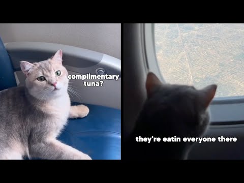 Cat Flies First Class