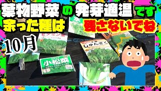 葉物野菜の余った種  残った種 常識は崩れた!! 温暖化,異常気象を逆手に取る方法