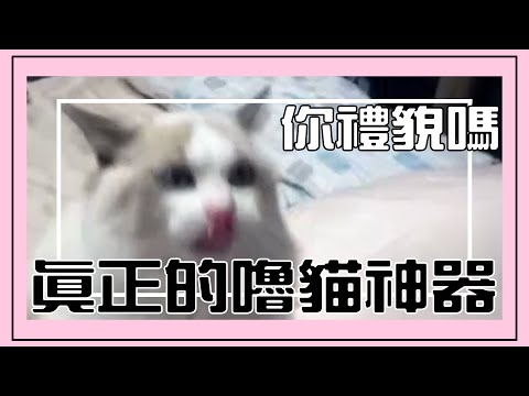 比爾比爾｜這才是真正的嚕貓神器｜HOLA大刷子｜查查