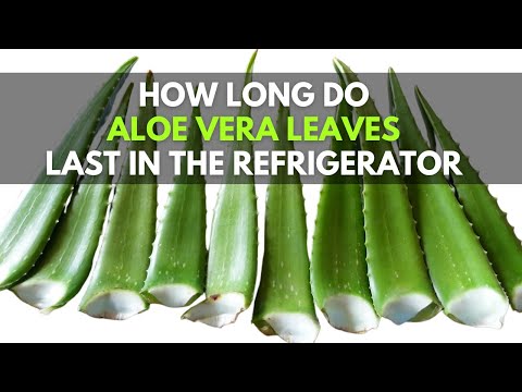 How Long Do Aloe vera Leaves Last in the Refrigerator