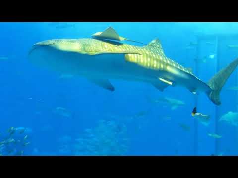 沖縄　美ら海水族館　2013年4月