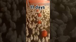 #youtube #chicken #poultrydays #chickenfarming #youtubeshorts #poultryfarming #farming #poultry