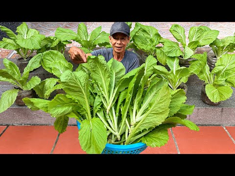 Tips For Growing Vegetables Super Economically, Harvesting Quickly