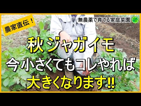 【秋ジャガイモ】枯らさずに少しでも芋を大きくする方法【有機農家直伝！無農薬で育てる家庭菜園】　24/11/14