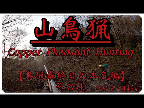 令和2年2月15日 山鳥猟(Copper Pheasant Hunting) 鳥猟最終日の本気編　その④