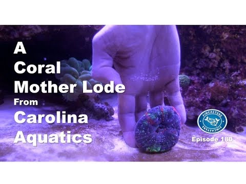 A Coral Mother Lode from Carolina Aquatics