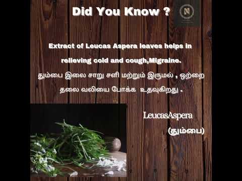 Benefits  of leucasaspera #naturalhometreatment #naturalmedicine  #naturopathy #snakebitetreatment